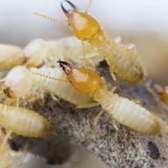 Termites