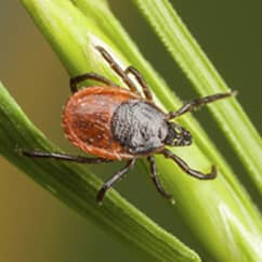 Ticks