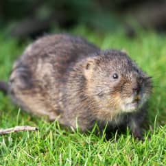 Voles