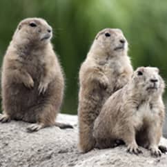 Woodchucks